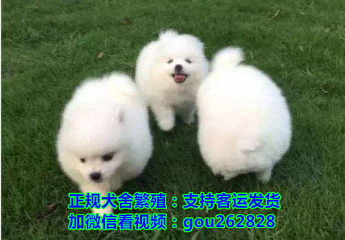 武威本地犬舍繁殖各类宠物狗