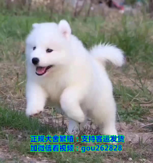 湘潭家养泰迪