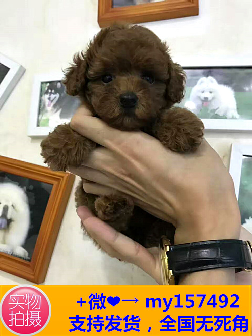 金华哪里有狗卖