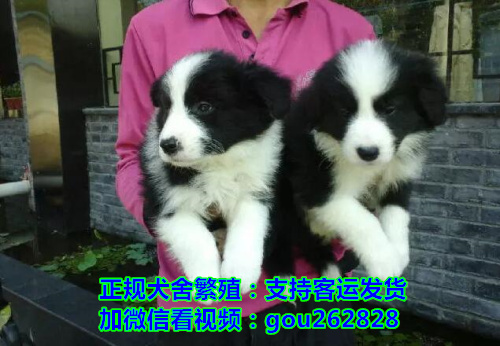 襄阳哪里有便宜的狗卖