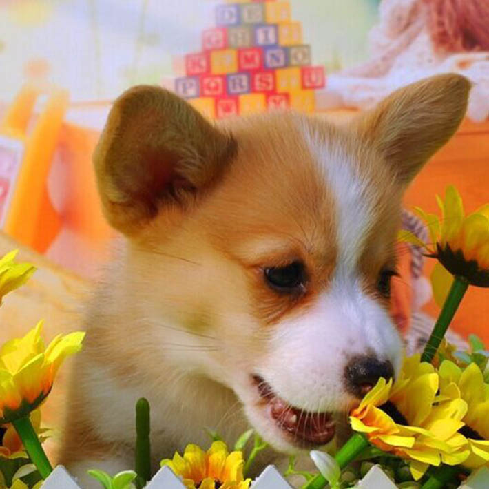 淘宠一号名犬 面向全国销售各种名犬 〓〓我们的经营品种〓〓 【贵宾犬(泰迪熊)】【阿拉撕加犬雪橇】【西伯利亚雪撬犬(哈士奇)】【萨摩耶犬】【金毛巡回猎犬】【拉布拉多】【哈多利博美犬】【松狮犬】【比熊犬】【德国牧羊犬】【苏格兰牧羊犬】【古代牧羊犬】【边境牧羊犬】【斗牛犬】【约克夏犬】【迷你雪纳瑞犬】【西高地】【吉娃娃犬】【大白熊】【罗维纳】 本养狗场长期繁殖各种名犬,每只狗狗都保证在优良的环境长大!性格保证机灵,可爱,聪明!喜欢宠物狗的朋友,可加微信关注。 龙泉驿区柯基市场已驱虫 全国配送