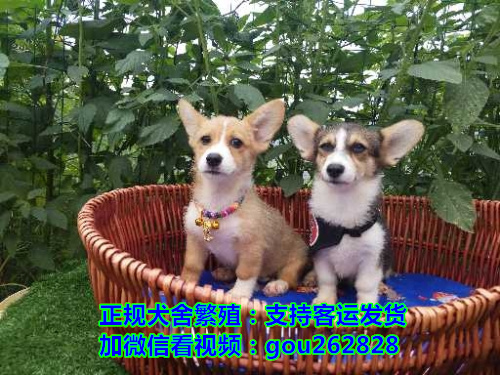 德州本地犬舍繁殖各类宠物狗