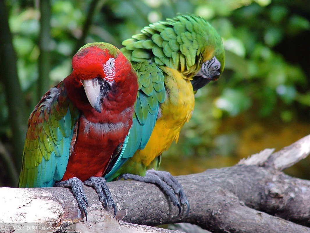 北京亚马逊鹦鹉出售