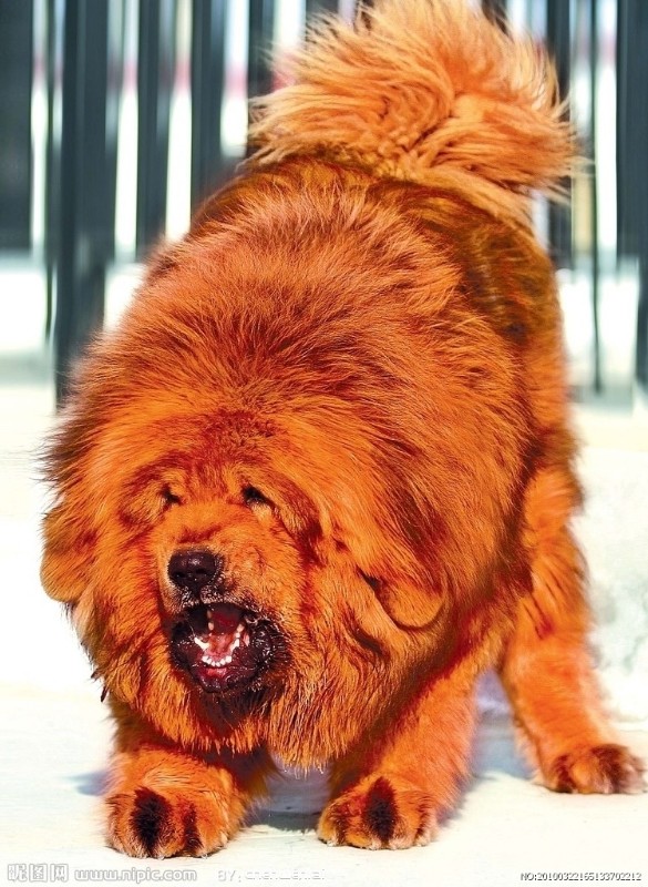(出售)纯种藏獒 哪里有卖藏獒的 藏獒多少钱一只