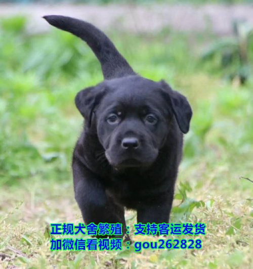 扬州哪里买狗靠谱点