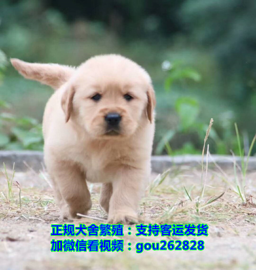 徐州哪里买狗靠谱点