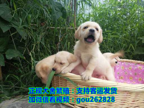 武威关爱宠物狗