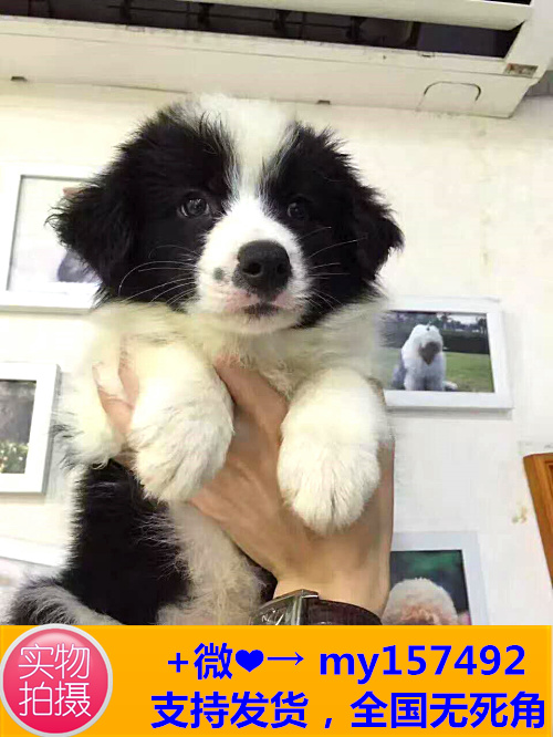 蚌埠哪里可以领养宠物