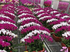 晋源花卉出租