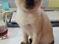 海口暹罗猫出售