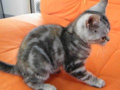 连云港英国短毛猫价格