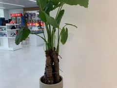 西安希美园林花卉租赁公司