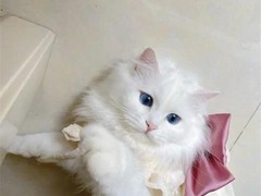长春波斯猫出售