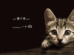 金牌猫舍