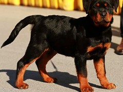 惠州罗威纳犬出售