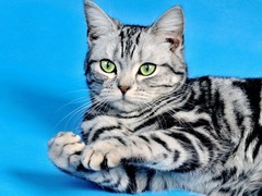 常州英国短毛猫领养