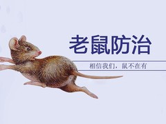 保定白蚁防治机构