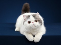 珠海英国短毛猫领养