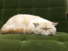 厦门美国短毛猫价格
