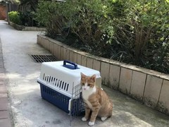拉萨国内宠物托运