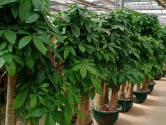 邢台鲜花绿植