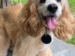 潍坊英国可卡犬
