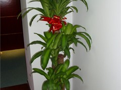 温州绿植租摆