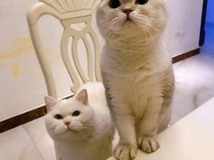 常德苏格兰折耳猫价格