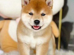 东莞柴犬