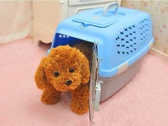 哈尔滨宠物托运公司