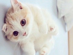 郑州土耳其安哥拉猫价格