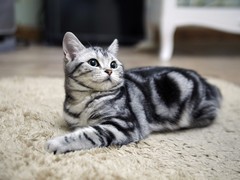 福州美国短尾猫领养