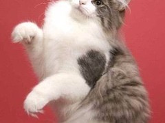 沈阳西伯利亚森林猫领养
