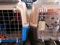 拉萨宠物狗托运公司