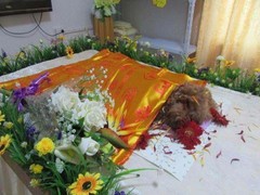 菏泽宠物殡葬