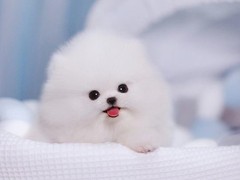 昆明博美犬领养