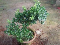 长沙绿植订购