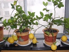 无锡绿植盆栽出租