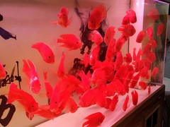 上海水族艺馆