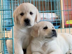 柳州纯种拉布拉多犬