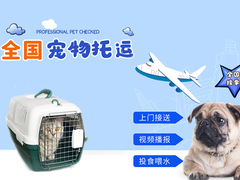 成都宠物猫托运