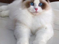 烟台布偶猫出售