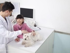 深圳南山24小时宠物医院