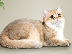老李猫舍