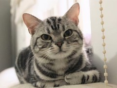 泉州英国短毛猫领养