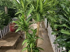 赣州都市景点绿植租摆