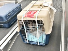 银川宠物猫托运公司