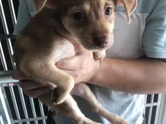 上海市宠物救助领养站