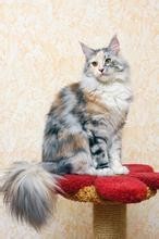 温州缅因猫领养