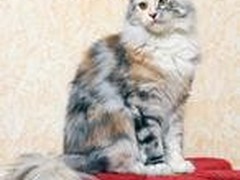 盐城缅因猫领养